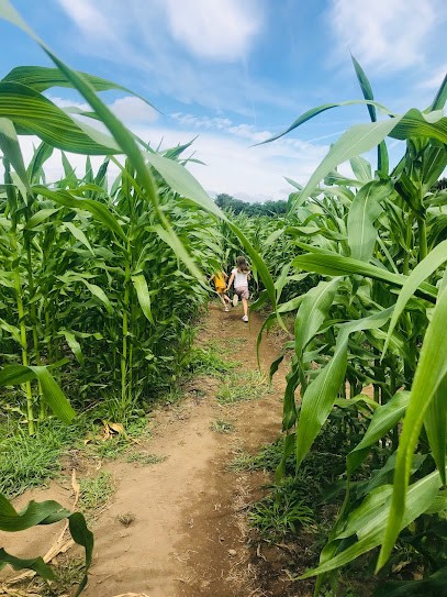Pop Corn Labyrinthe PLOEMEL - Labyrinthe Géant de Maïs, Centre de Loisirs à Ploemel